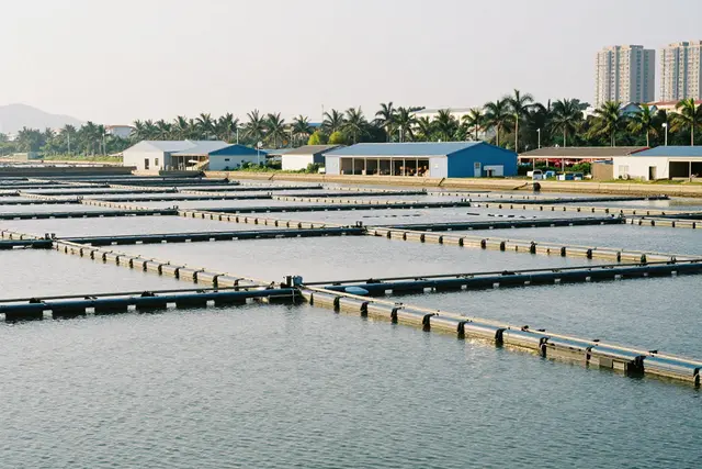 A economia do peixe da sorte movimenta 12,7 bilhões de reais em Zhuhai