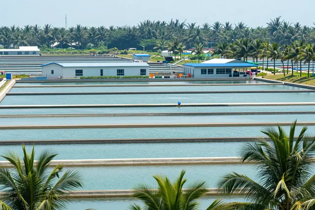 A 'peixe do ano' de Zhuhai vira fenômeno nacional na China