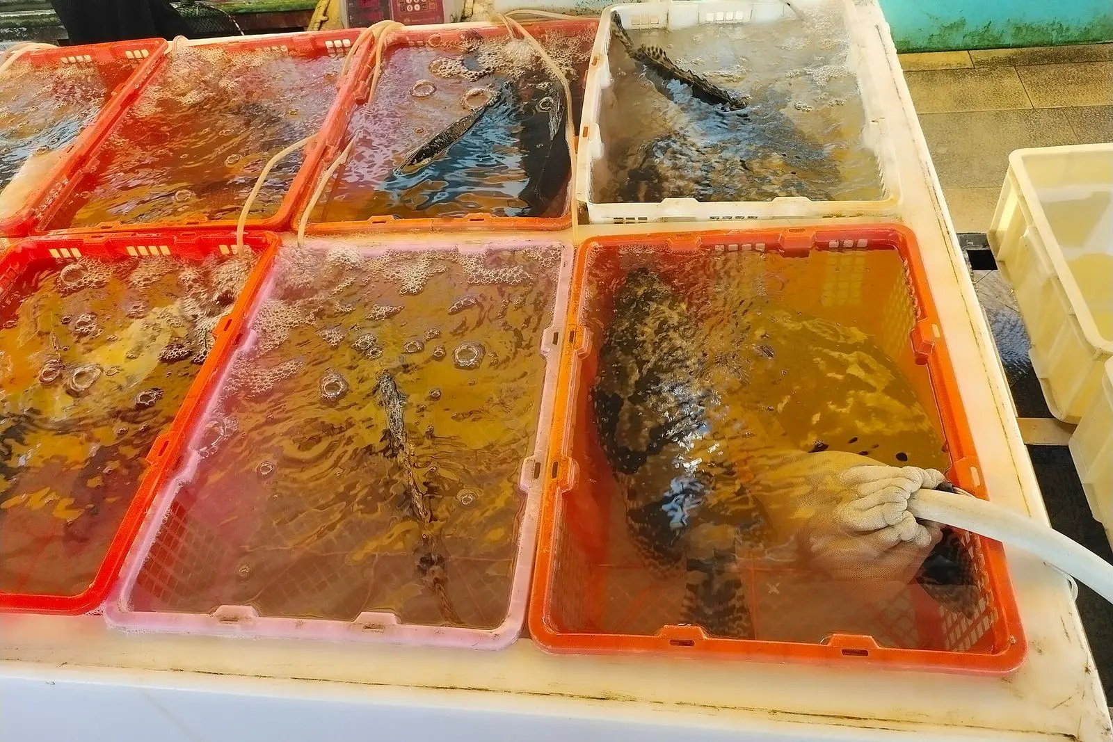 珠海桂山岛的海鲜市场贩卖的各种海鱼
