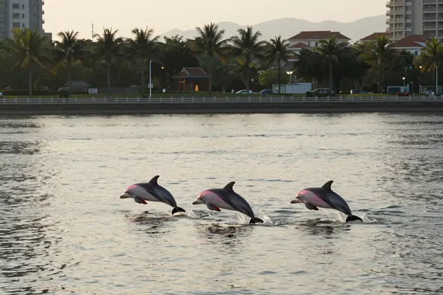 Documentário sobre golfinhos-brancos estreia em Zhuhai