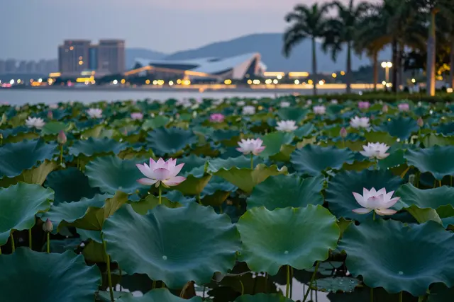 Festival de Lótus em Hengqin estreia visitas noturnas e entrada gratuita