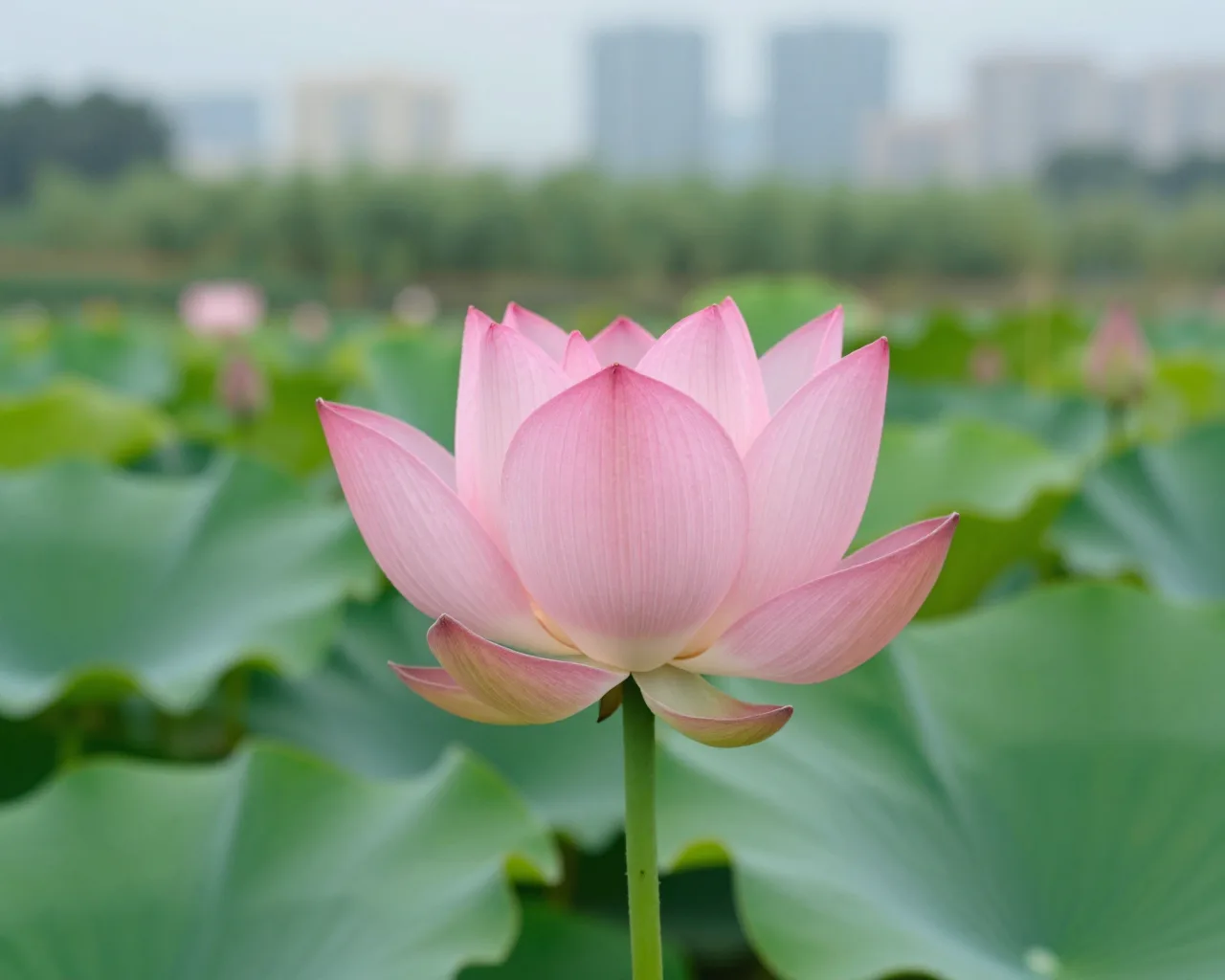 Flor rara de dois gomos enfeita jardim em Hengqin antes do festival