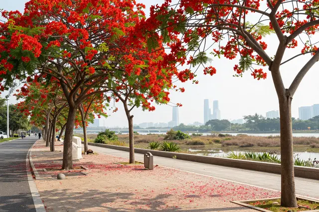 Flores vermelhas tomam Hengqin e criam cenário de verão em Zhuhai