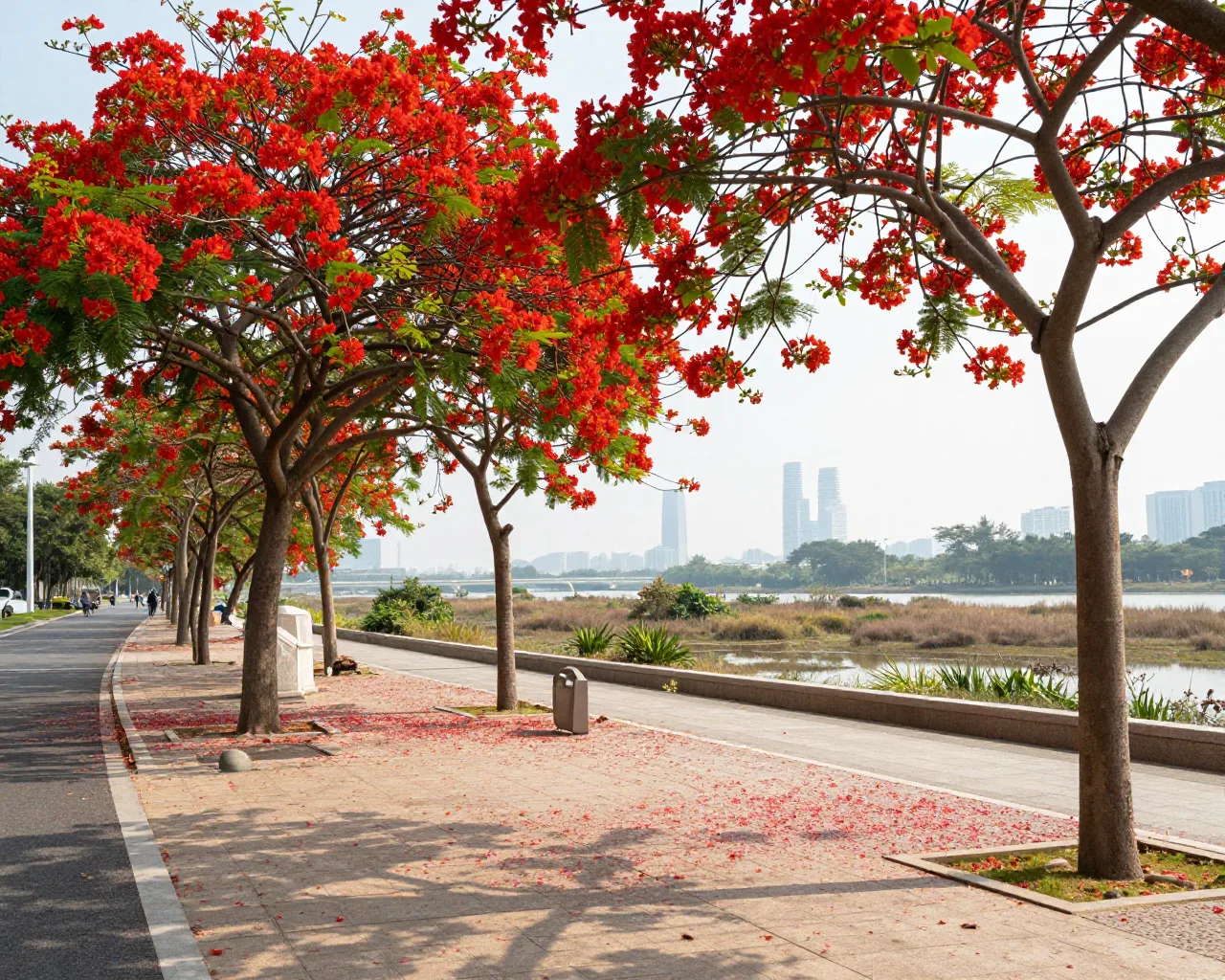 Flores vermelhas tomam Hengqin e criam cenário de verão em Zhuhai