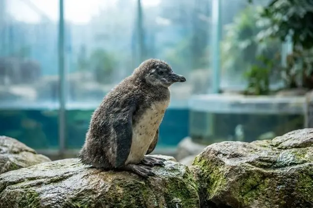 Primeiro filhote de pinguim-africano nasce em Hengqin