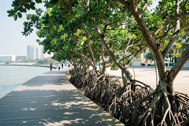 Zhuhai aposta em manguezais e ar limpo para atrair turistas e garantir qualidade de vida