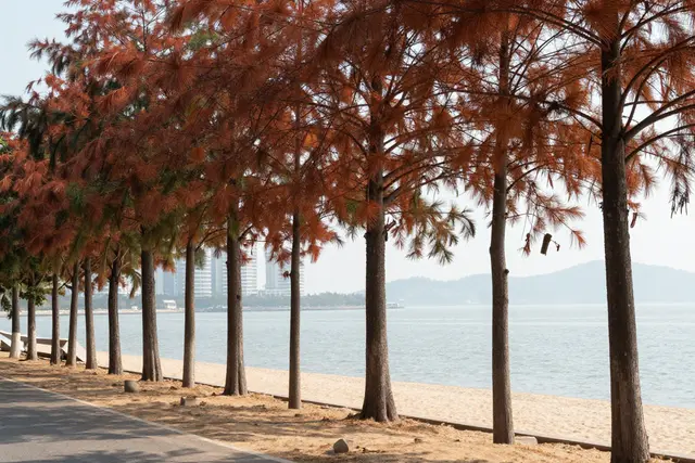Zhuhai ganha prêmio da ONU por projeto de restauração costeira com salgueiros-do-litoral
