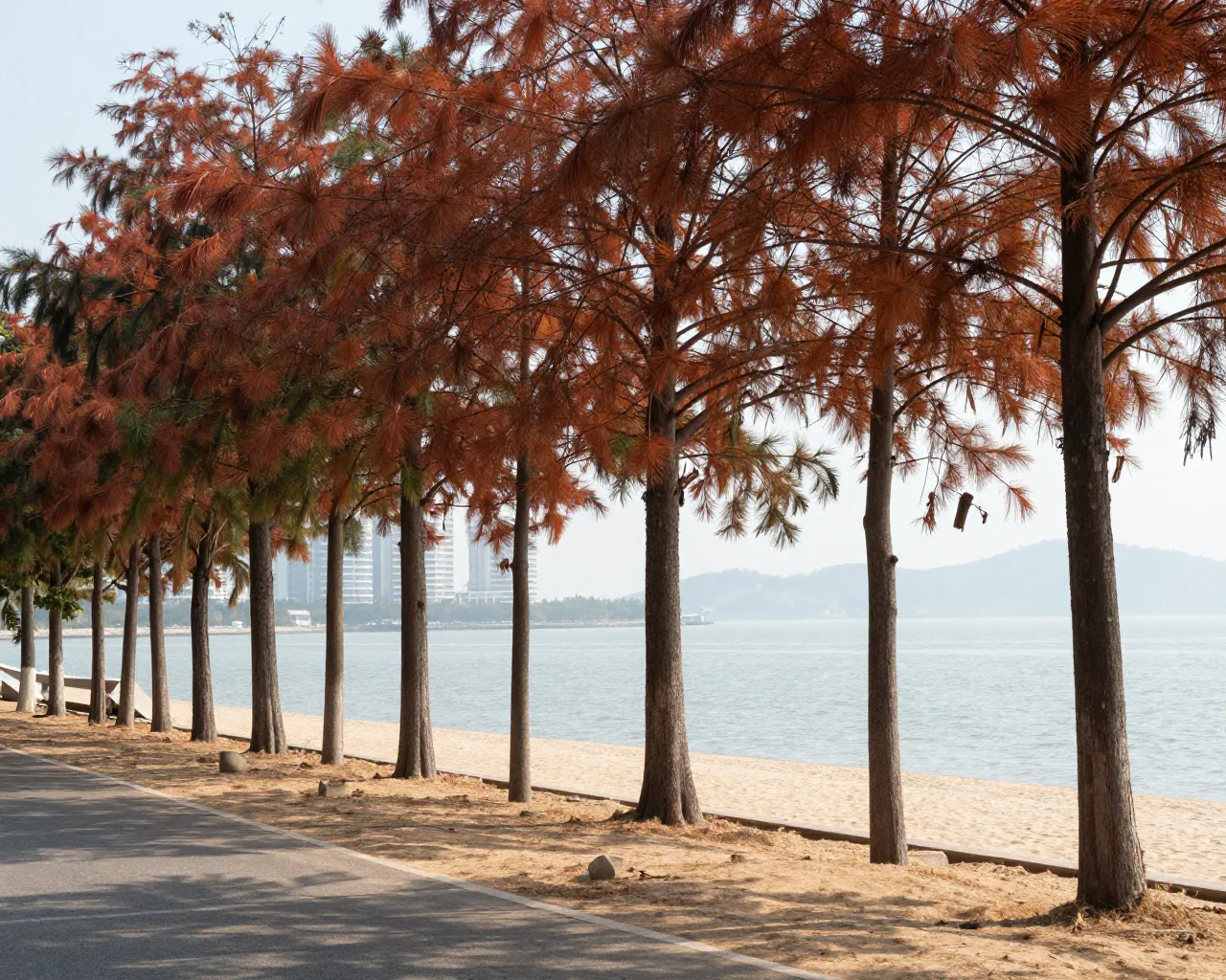 Zhuhai ganha prêmio da ONU por projeto de restauração costeira com salgueiros-do-litoral